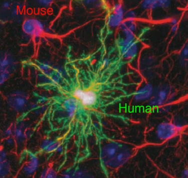 Illustration for article titled Scientists Enhance Intelligence of Mice with Human Brain Cells